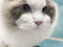 -伟伟宠物医院·CT影像中心·瑞派犬猫综合性门诊(汉口总院)