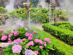 -上海共青森林公园