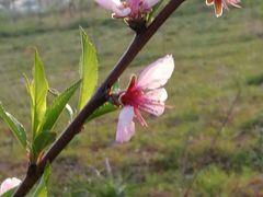 龙湖东院桃园-龙湖东院农庄(乡间小路店)