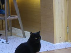 -滚猫咖啡·猫咖·猫友好撸猫(未来城店)