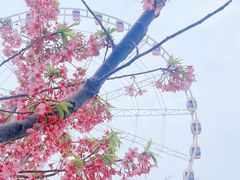 -顾村公园