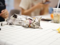 -Pets First伊珊娜洗护·精致美容·家庭式寄养(新会路店)
