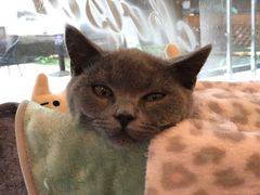 -猫咪派对(江南西店)