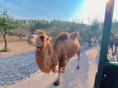 -北京野生动物园