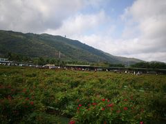 -亚龙湾国际玫瑰谷