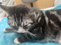 -瑞派·关忠动物医院·猫专科·犬专科(三环新城店)