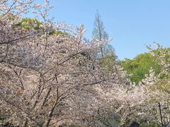 -苏州上方山国家森林公园