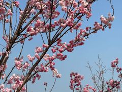 -天适樱花悠乐园