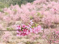 -楠溪江风景名胜区