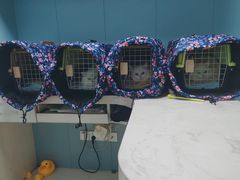 -关爱动物医院·心脏·中兽医·异宠(金牛路分院)