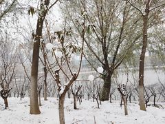 -大兴滨河森林公园