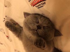 -喵百万·布偶·蓝金金渐层英短·猫舍(百子湾店)
