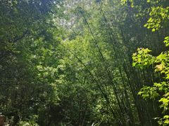 -东莞市大岭山森林公园