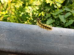 -龙苍沟森林公园