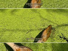 -渌洋湖湿地公园