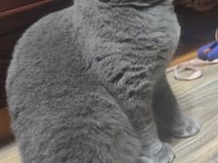 -瑞鹏瑞爱宠物医院·全科·猫科·血液透析中心(龙头寺店)