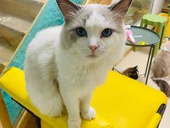 -猫在这儿猫咪咖啡馆·撸猫馆