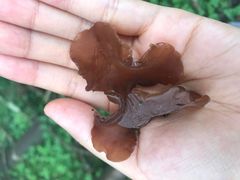 -武陵山森林公园