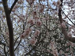 -桃花堤公园