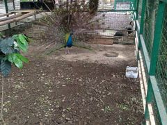 -瑞丽独树成林风景区