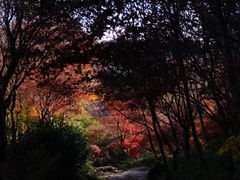 -杭州半山国家森林公园