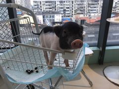 -怪兽屋·羊驼·猫咖·狗咖(俊华广场店)
