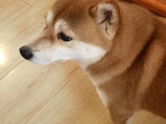 -柴の食堂·日式家庭料理·熊之肆(大学路店)