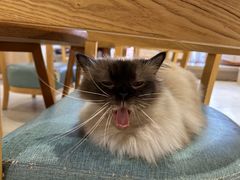 -藏猫猫咖啡主题馆(中央大道店)