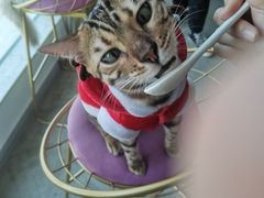 -泰国佛·塔罗·泰牌狐仙古曼