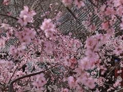 -桃花堤公园