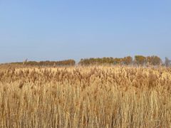 -野鸭湖国家湿地公园