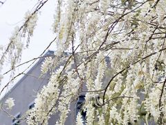 -四川大学(望江校区)