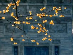 -西安大兴善寺