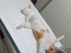 -灵美宠物诊所