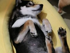 -逗柴咖啡屋·狗咖猫咖宠物桌游