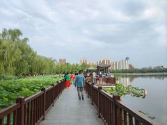 -莲花池公园