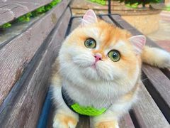 -东方名猫馆·英短金渐层布偶猫舍(环线广场1号楼店)