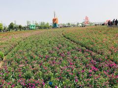 -荷兰花海
