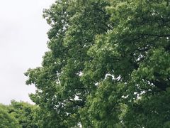 -上海滨江森林公园
