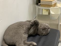 -派联宠物医院·24h·CT·异宠