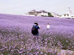 -紫颐香薰山谷景区