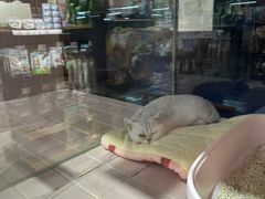 -FAELING PETS美天灵宠物(富力广场店)