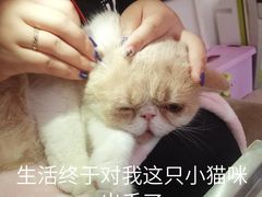 -三花喵·撸猫购宠·宠物生活馆(虹桥南丰城店)