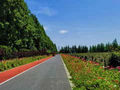 -上海长兴岛郊野公园