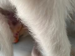 -艾吉宠物医院·疑难杂症转诊中心·猫友好(碧江路院)