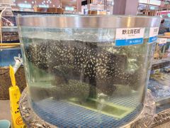 野生青石斑-欢乐海岸美食联盟