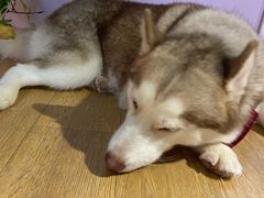 -Husky Go! 哈士奇体验馆·宠物咖啡厅狗咖