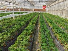 -喜杨洋草莓采摘园