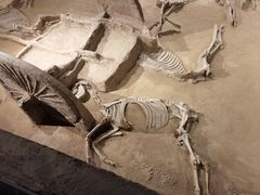 -洛阳周王城天子驾六博物馆