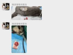 -瑞派紫金宠物医院24小时·骨科·中兽医·重症转诊中心(番禺大石院)